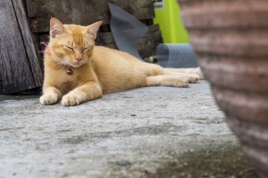 Beton zeminde gevşemiş kızıl kedi. Kedi yemekten sonra kestiriyor. Hayvan portresi - Resim