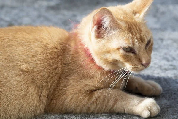 Sleepy ginger cat lying on floor. Adorable ginger cat wearing red collar with bell - imagea