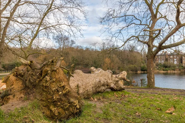 Park ve çürümeye sol düşmüş ağaç