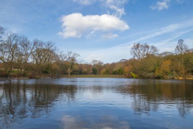 Göle ağaçlarıyla çevrili bir parkta