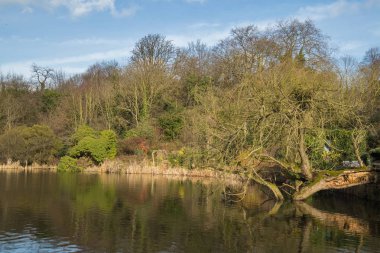Ağaç su üzerine düşmüş