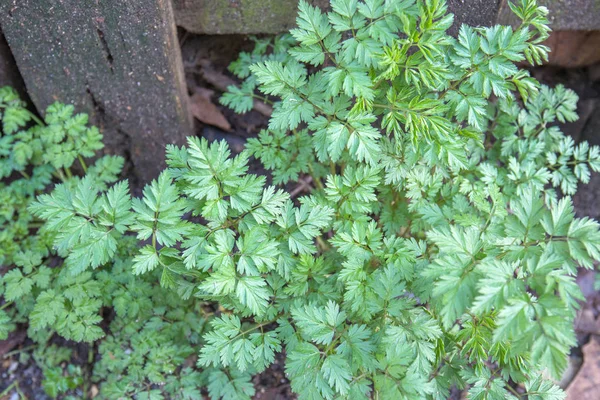 otlar groinf toprağa.