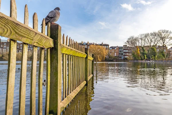 Gölün üstüne bir güvercin ile çit