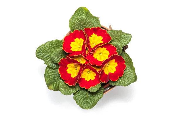 Beyaz arka planda izole çiçekler