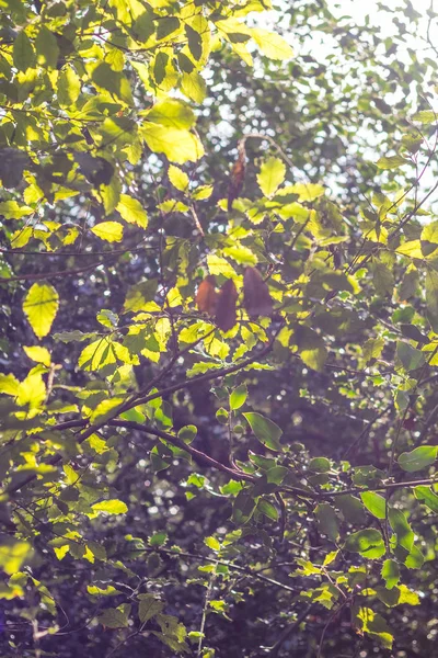 Ağaç dalları vintage sesi