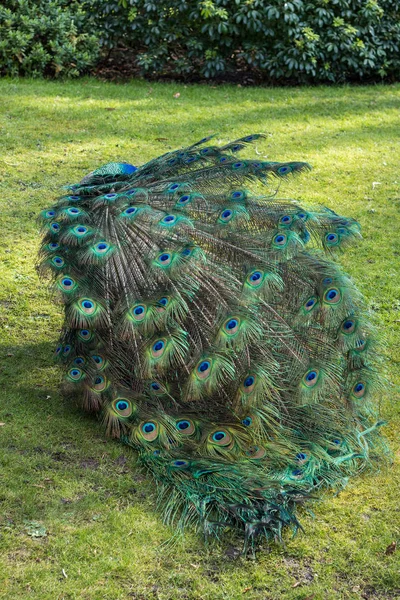 Parktaki tavus kuşu