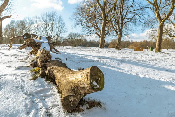 Karda devrilmiş ağaç gövdesi