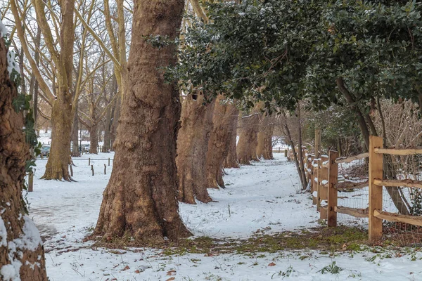 Snowy path between a row of trees — Stock Photo, Image