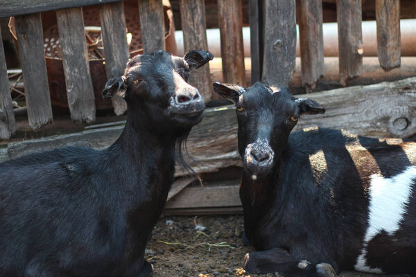 Two black hornless and short-haired goats with white spots lie on the background of a wooden fence on the farm and look thoughtfully into the frame.