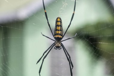 Bir örümceğin izole edilmiş resmi ve güzel, izole bir arka plan..