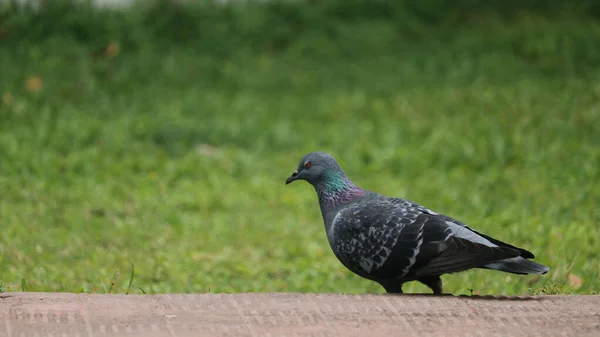 Ein isoliertes Bild eines Taubenvogels mit schönem Hintergrund. — Stockfoto