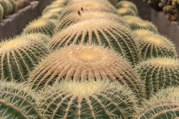Thorny spiky round cactus. — Stock Photo, Image