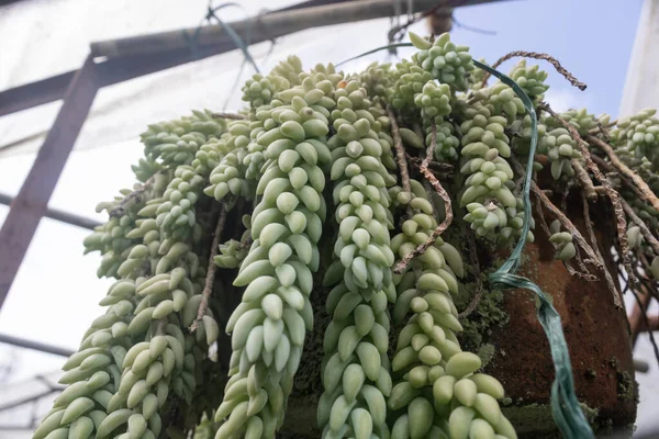 Plantas naturalmente cultivadas em um jardim . — Fotografia de Stock