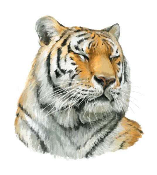 Мультфильм тигр - голова — стоковое фото