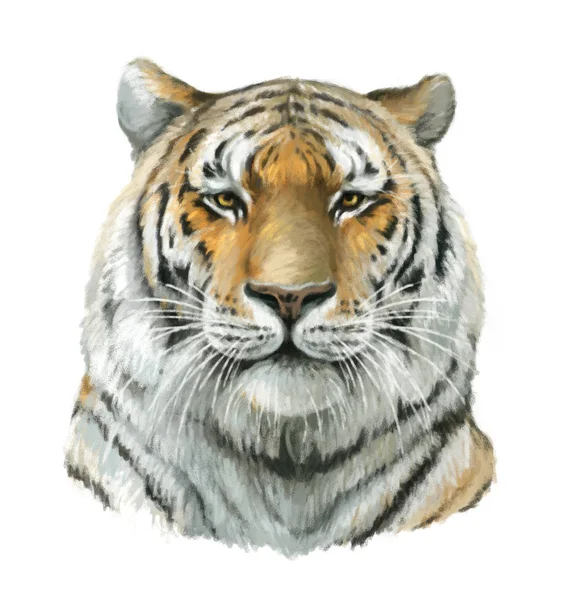 Kreskówka Tygrys - głowa — Zdjęcie stockowe