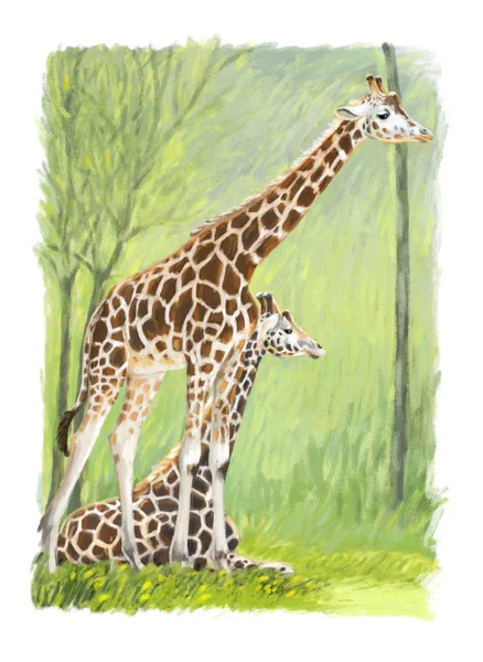 Мультфильм счастливая и смешная традиционная сцена с двумя жирафами - иллюстрация для детей — стоковое фото