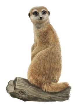 Meerkat - kafa - illüstrasyon çocuklar için çizgi film