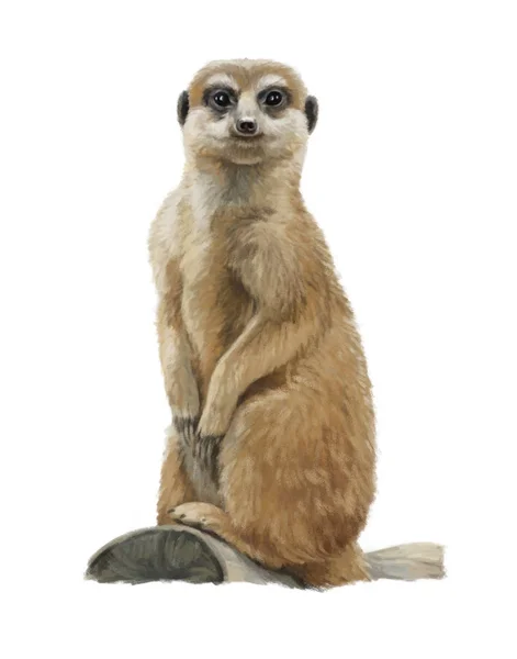 Cartoon meerkat - head - illustration for children — Stock Photo, Image