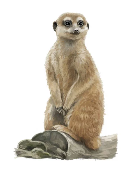 Meerkat-머리-어린이 위한 그림 만화 — 스톡 사진