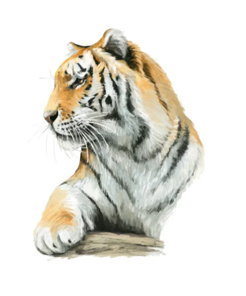 Kreskówka Tygrys - na białym tle — Zdjęcie stockowe