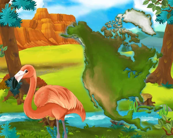 Wild america dier - flamingo — Stockfoto
