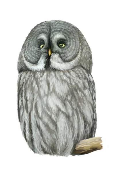 Cartoon owl - illustration for children — Stock Photo, Image