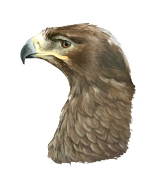 Çizgi film kartal - kafa 