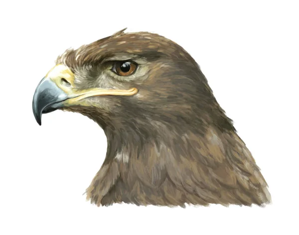 Karikatur Adler - Kopf — Stockfoto