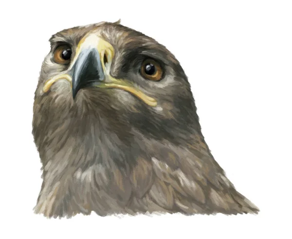 Águila de dibujos animados - cabeza — Foto de Stock