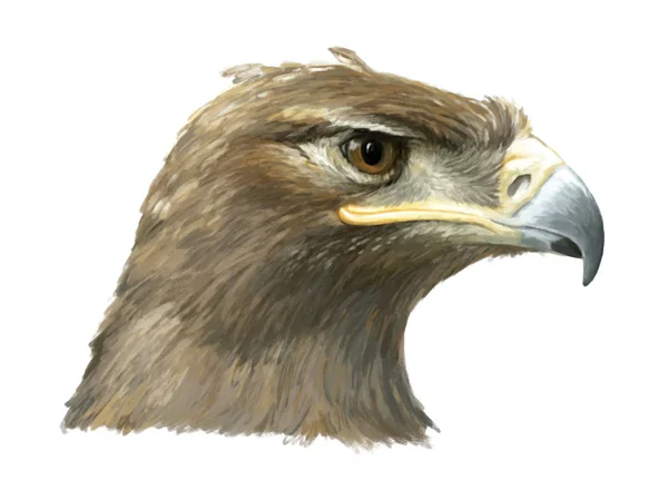 Cartoon eagle - head — Stock Photo, Image