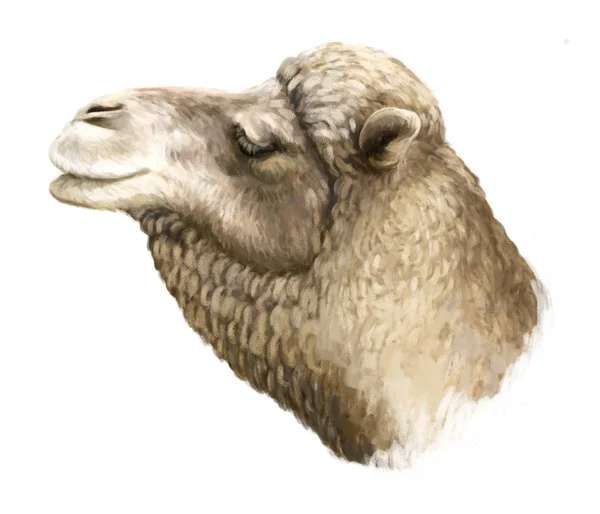 Cartoon artistic looking camel - illustration for children — Stock Photo, Image