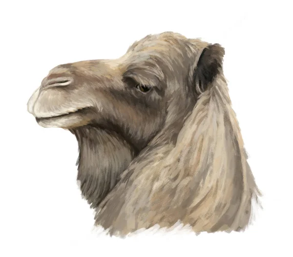 Artystyczny kreskówka camel szuka - ilustracja dla dzieci — Zdjęcie stockowe