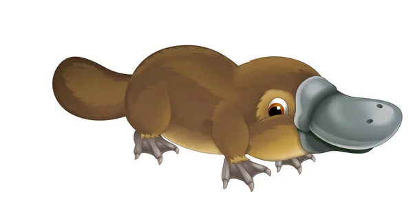 Cartone animato animale felice ornitorinco — Foto Stock