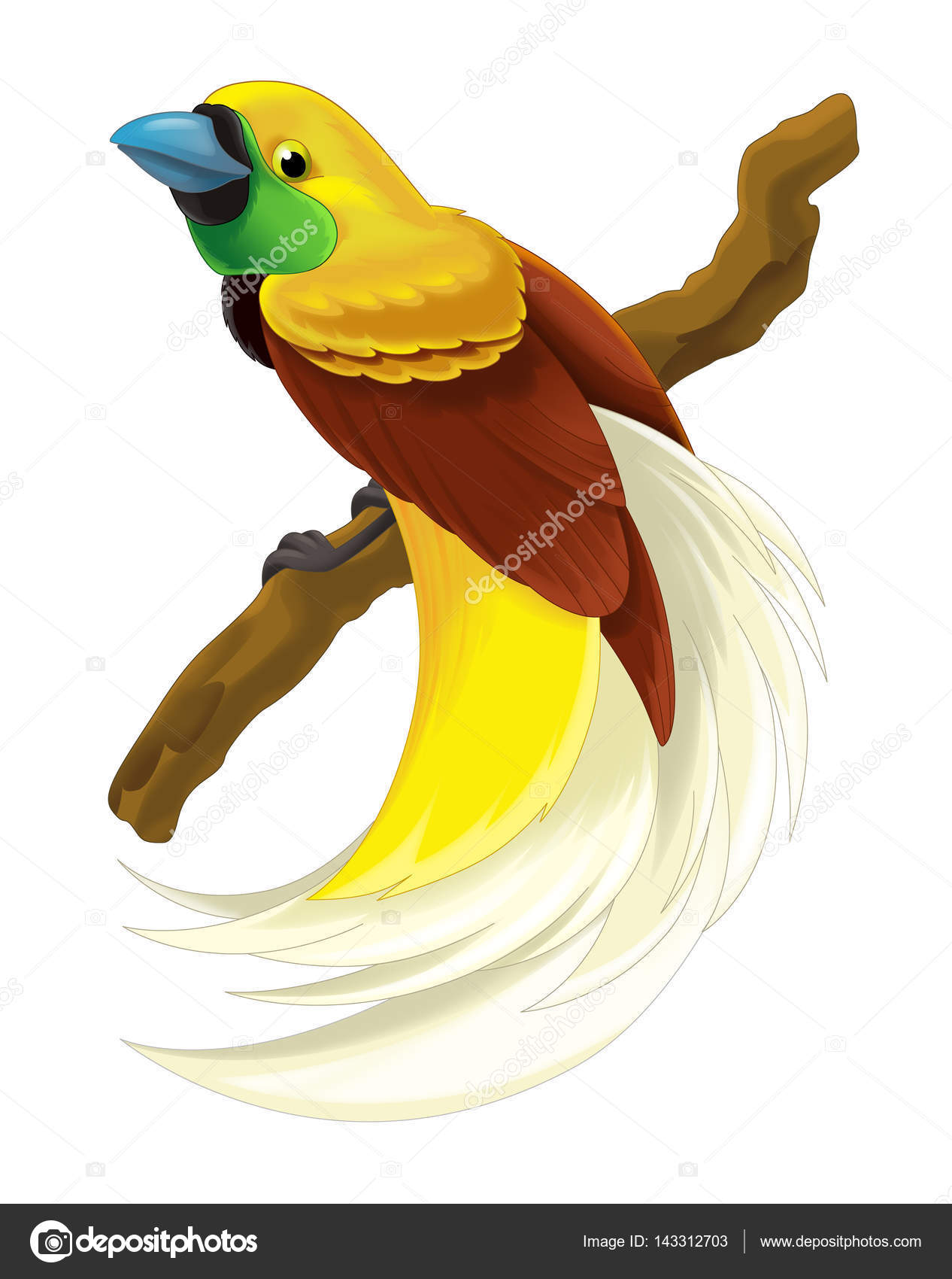 Oiseau De Paradis Oiseau Cartoon Photographie Agaes8080