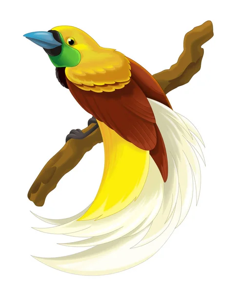 Cartoon bird paradise bird — Stock Photo, Image