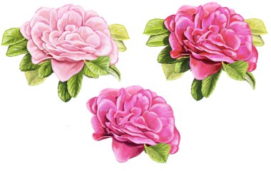 Gül çiçek kümesi