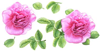 handdrawn gül kümesi