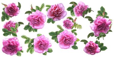 Kroki çiçek koleksiyonu