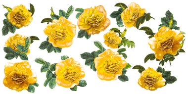 Sarı Gül çiçek koleksiyonu