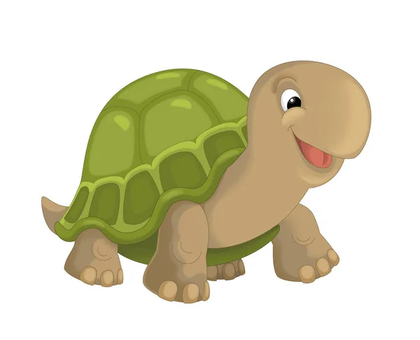 Cartoon happy smiling turtle standing and looking — Stock Photo, Image