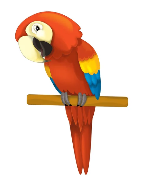 Parrot sitting looking and resting — Stock Photo, Image