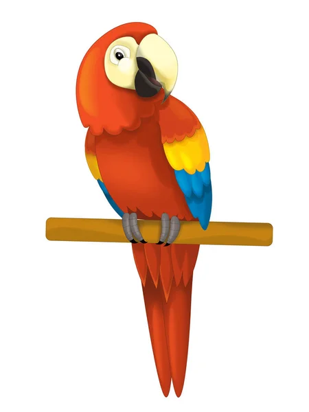 Papuga siedzi patrząc i odpoczynku — Zdjęcie stockowe