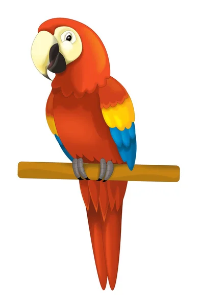 Parrot sitting looking and resting — Stock Photo, Image