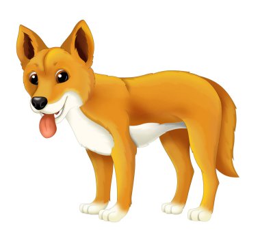 mutlu ve komik dingo köpek