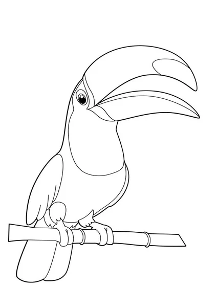 Karikatür kuş toco toucan — Stok Vektör