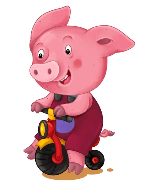 Cartoon Young Pig Riding Bicycle Isolated White Background — Stock Photo, Image