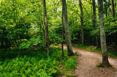 Eğrelti otları ve ağaçlar shenandoah Milli Parkı, virgi bir yol boyunca