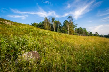 Bitkiler ve ağaçlar büyük Meadows, Shenandoah Milli Parkı'nda, VI