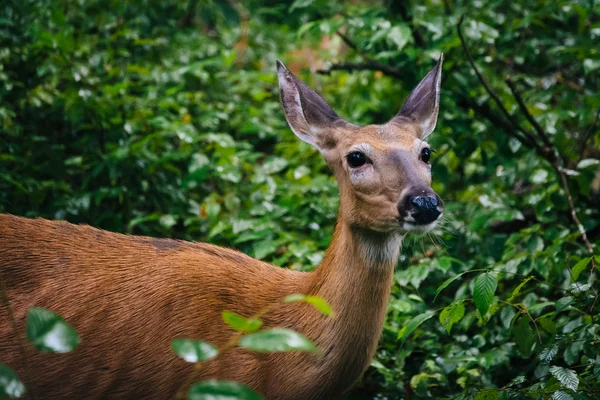 A deer seen along the Limberlost Trail, in Shenandoah National P — Stock Photo, Image