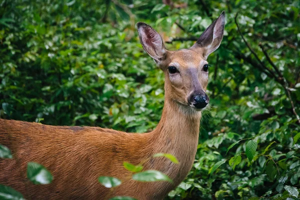 A deer seen along the Limberlost Trail, in Shenandoah National P — Stock Photo, Image